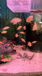 Mooie vissen Melanochromis auratus(m/v) Yellow ciclid (m/v), Dieren en Toebehoren, Vissen | Aquariumvissen, Vis