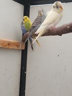Te koop jongen grasparkieten, Meerdere dieren, Parkiet