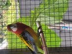 Rosella, Dieren en Toebehoren, Vogels | Parkieten en Papegaaien, Geslacht onbekend, Parkiet, Geringd