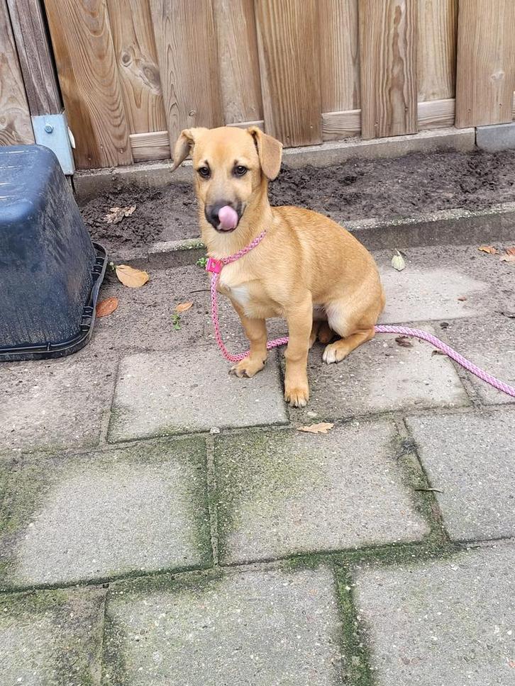 Giovanna, teckel mix teefje 5 maanden, Dieren en Toebehoren, Honden | Niet-rashonden, Klein, Teef, Particulier, Eén hond, Buitenland