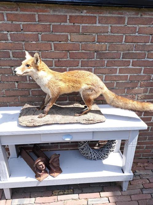 Mooi opgezette vos, Verzamelen, Dierenverzamelingen, Zo goed als nieuw, Opgezet dier, Wild dier, Ophalen of Verzenden
