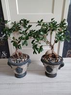 bonsai-ficus in pot, Huis en Inrichting, Kamerplanten, Minder dan 100 cm, Ficus, Halfschaduw, In pot