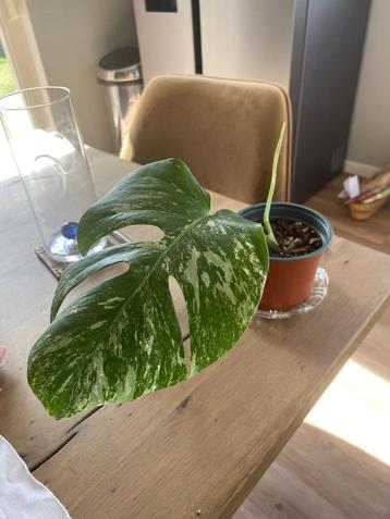 Monstera variegata plant stek geworteld beschikbaar voor biedingen