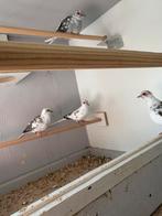 Bonte diamantduiven, Meerdere dieren, Geringd