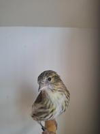 Span Eurpese sijs, Dieren en Toebehoren, Vogels | Overige Vogels, Meerdere dieren, Wildzangvogel, Geringd