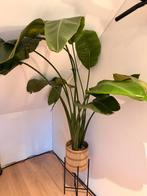 Prachtige Paradijsvogelplant (Strelitzia), Huis en Inrichting, Kamerplanten, Ophalen, Overige soorten, In pot, Minder dan 100 cm