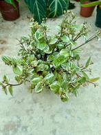 Tradescantia White Beach - Kamerplant, Overige soorten, In pot, Minder dan 100 cm, Groene kamerplant