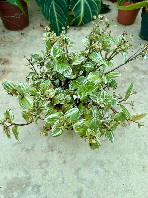 Tradescantia White Beach - Kamerplant, Huis en Inrichting, Kamerplanten, Overige soorten, Minder dan 100 cm, Groene kamerplant