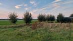 wilgenhout de stammen en/of wilgentenen, Tuin en Terras, Haardhout, Ophalen, Overige houtsoorten