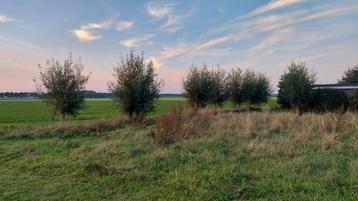 wilgenhout de stammen en/of wilgentenen beschikbaar voor biedingen