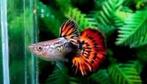Red ivory snake skin gup, guppy guppen, Dieren en Toebehoren, Vis, Zoetwatervis