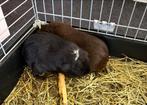 Gezocht! Nieuw baasje!, Dieren en Toebehoren, Knaagdieren, Cavia, April, Vrouwelijk, Tam