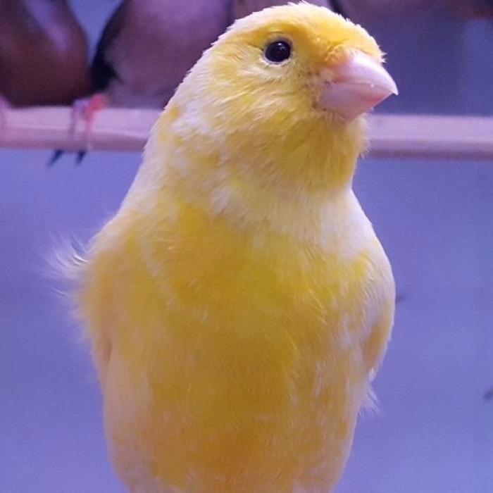 Serinus canaria, Dieren en Toebehoren, Vogels | Kanaries, Kleurkanarie, Meerdere dieren