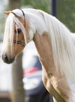 Hengst,Ster,Prefent,kampioen,NMPRS,minipaard,pony, Dieren en Toebehoren, Hengst