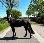 Te koop mooi zwart paard: Richstar!, Dieren en Toebehoren, Paarden, Ruin, Springpaard, 3 tot 6 jaar
