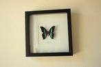 Taxidermie opgezette vlinder in kader, Ophalen of Verzenden, Gebruikt, Insect, Opgezet dier