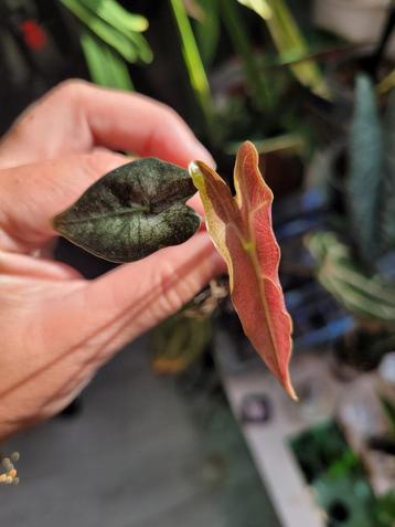 Alocasia nobilis K version beschikbaar voor biedingen