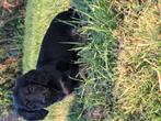 Twee prachtige dwerg teckel / tekkel puppies teefjes, Dieren en Toebehoren, Honden | Teckels en Dashonden, Rabiës (hondsdolheid)