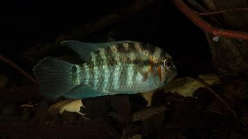 Krobia xinguensis - aquarium vissen  beschikbaar voor biedingen