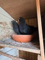 Takla, Dieren en Toebehoren