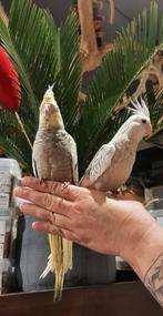 Super lieve tamme jonge Valkparkieten in prachtige kleuren., Dieren en Toebehoren, Vogels | Parkieten en Papegaaien, Meerdere dieren