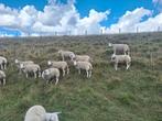 Biologische fokooien te koop, Dieren en Toebehoren, Schapen, Geiten en Varkens, Vrouwelijk, Schaap, 0 tot 2 jaar