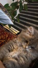 British longhair, Dieren en Toebehoren, Poes