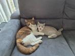 2 lieve Brits Korthaar kittens MET stamboom, Dieren en Toebehoren, Katten en Kittens | Raskatten | Korthaar, Meerdere dieren, Gechipt