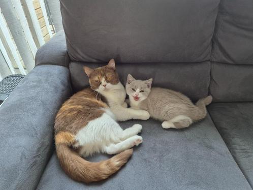 2 lieve Brits Korthaar kittens MET stamboom, Dieren en Toebehoren, Katten en Kittens | Raskatten | Korthaar, Meerdere dieren, 0 tot 2 jaar
