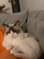 Superlieve ragdoll 1 jaar, Dieren en Toebehoren, Katten en Kittens | Raskatten | Langhaar, Poes