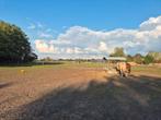 Jouw paard 24 uur buiten met alle faciliteiten in Zundert, Dieren en Toebehoren, Stalling en Weidegang, Weidegang