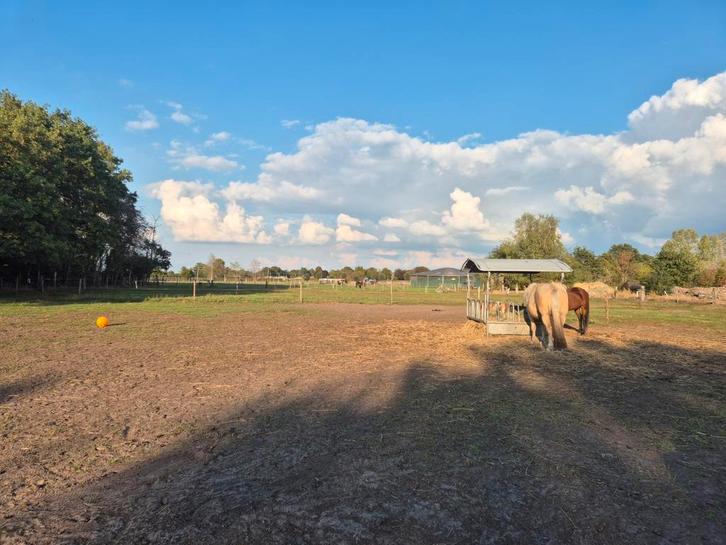 Laatste plekken 24/7 buiten met binnenbak in Zundert, Dieren en Toebehoren, Stalling en Weidegang, Weidegang