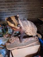 Mooie opgezette Das, Verzamelen, Dierenverzamelingen, Ophalen of Verzenden, Zo goed als nieuw, Wild dier, Opgezet dier