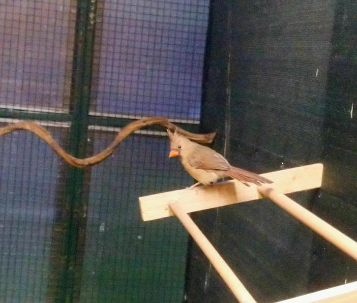 1-1 Rode Kardinaal, Dieren en Toebehoren, Vogels | Overige Vogels, Tropenvogel, Meerdere dieren, Geringd