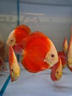 red melon discus, Dieren en Toebehoren, Vis, Zoetwatervis
