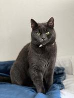 Gratis halve britse korthaar en zoon., Dieren en Toebehoren, Katten en Kittens | Raskatten | Korthaar, Poes