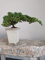 Juniperus bonsai, Bloeit niet, Halfschaduw, Minder dan 100 cm, Overige soorten