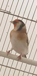 Putters Major, Dieren en Toebehoren, Vogels | Overige Vogels, Meerdere dieren, Wildzangvogel