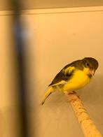 Jonge kanaries, Dieren en Toebehoren, Vogels | Kanaries, Meerdere dieren, Kleurkanarie