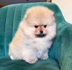 Pommerenian puppy te koo volledig gevaccineerd top kwaliteit, Reu, 8 tot 15 weken, Buitenland, Parvo