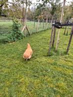 Trio orpington buff, Dieren en Toebehoren, Meerdere dieren, Kip