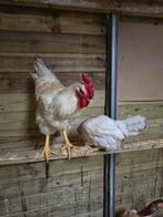 Legkippen, Meerdere dieren, Kip