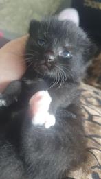 Zwarte vrouwetje, Dieren en Toebehoren, Katten en Kittens | Overige Katten, Kortharig, 0 tot 2 jaar, Poes