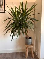 Plant (Yucca Elephantipes) met Pot, Tuin en Terras, Planten | Tuinplanten, Vaste plant, Bloeit niet, Halfschaduw, Ophalen
