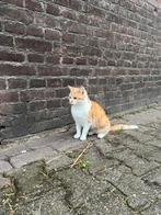 Jonge boerderij katten te koop, Dieren en Toebehoren, Katten en Kittens | Overige Katten