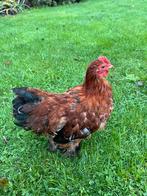 Cochin haan, Dieren en Toebehoren, Pluimvee, Mannelijk, Kip