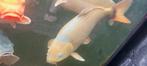 Chagoi koi, Karper of Koi