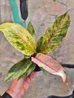 Anthurium Renaissance variegata p12 (8)