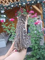 Uitzonderlijke Bengaalse katten, 0 tot 2 jaar