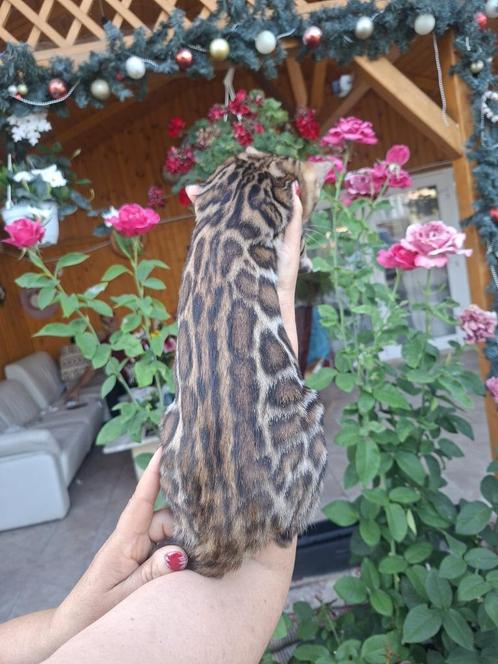 Uitzonderlijke Bengaalse katten, Dieren en Toebehoren, Katten en Kittens | Dekkaters, 0 tot 2 jaar